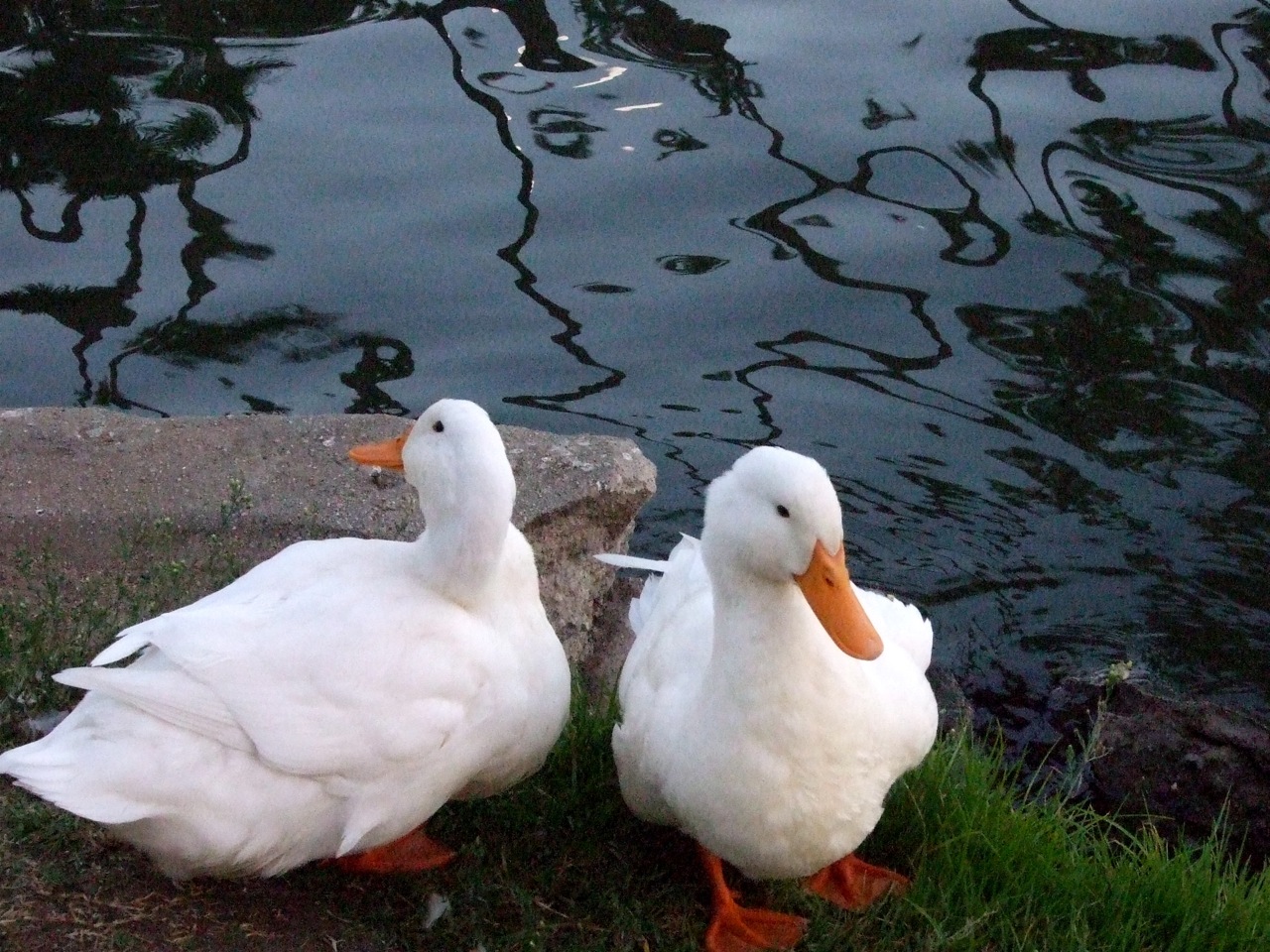 Goose Goose Duck. Goose Goose Duck роли. I Love Duck.